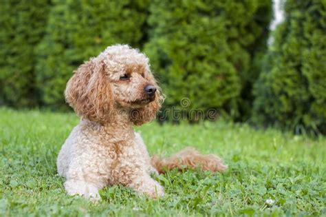 Medium Apricot Colored Poodle Lying On The Grass Surrounded By Greenery