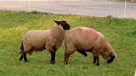 Animal Sex Sheep Are Mating Funny Best Funny Compilation