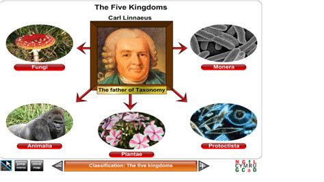 Biology Classification The Five Kingdoms Science ⚛ Pinterest
