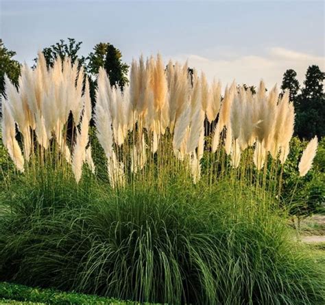 Ornamental Grasses That Grow In Sandy Soil And Sun