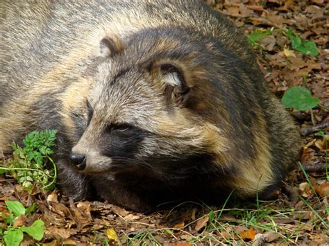 6090 Mårdhund Raccoon Dog Nyctereutes Procyonoides Flickr