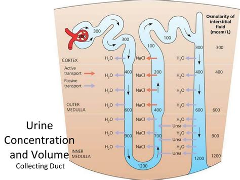 Ppt Urinary System Powerpoint Presentation Free Download Id4167179