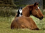 12 Photos of Cats Riding Horses | HORSE NATION