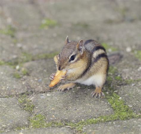 How To Prevent Chipmunks From Taking Over Your Outdoor Space Delving