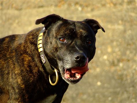 Filestaffordshire Bull Terrier Brindle Portrait