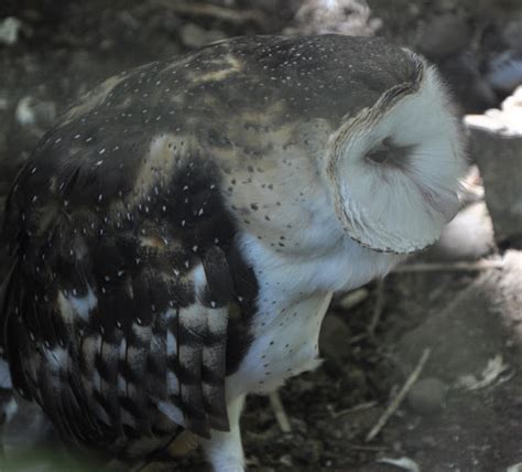 African Grass Owl Project Noah