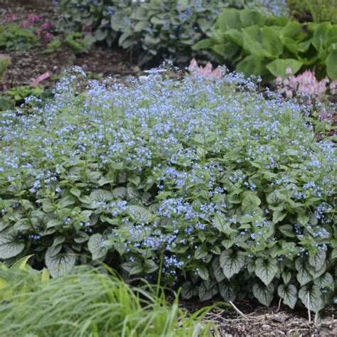 Siberian Bugloss A Must Have For Your Garden Blog Embassy