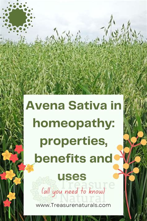 Avena Sativa In Homeopathy Properties Benefits And Uses All You Need To Know Treasurenatural