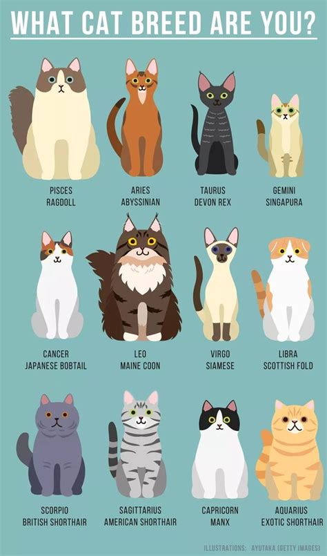 Zodiac Signs Of A Cats Cat Facts Cat Breeds Cat Care