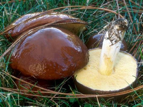 If mushrooms feel slimy or smell fishy, throw them out. Suillus brevipes Common name: Slippery Jack © Michael Wood ...