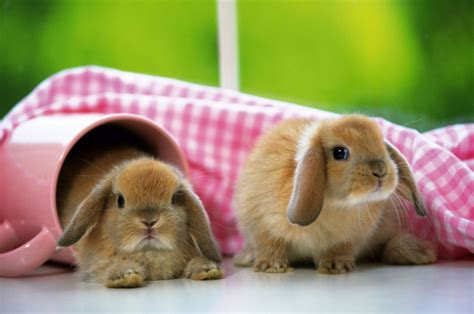 Cute Bunnies 4k Wallpapers Wallpaper Cave