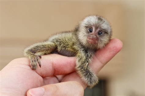 The Worlds Tiniest Animals Hop To Pop