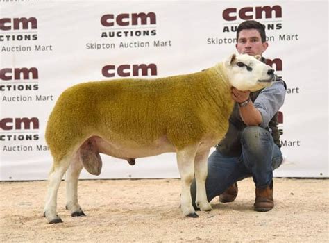 Checkout The Worlds Most Expensive Sheep Sold At ₦189 Million