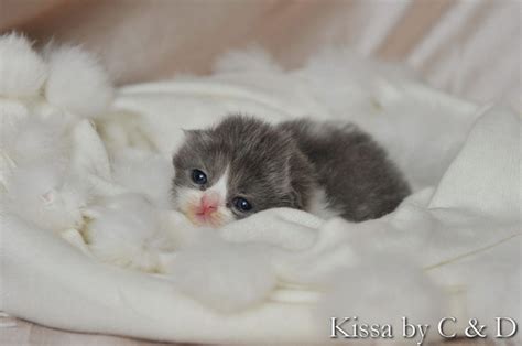 It really is worth waiting for… The tiniest kitten. (With images) | Newborn kittens, Cute ...