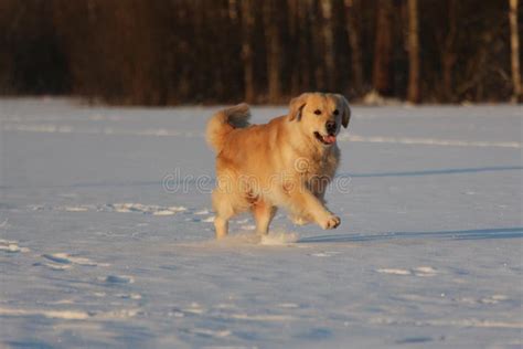 Golden Retriever Is Running Winter Stock Image Image Of Labrador