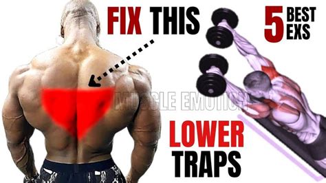 5 Best Lower Traps Exercises At Gym In 2023 Lower Traps Gym Workouts