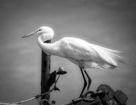 Great White Heron Black And White Photograph By Chrissie Huffman Pixels