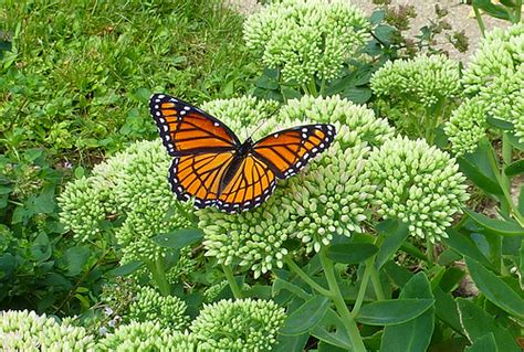 Check spelling or type a new query. Attracting Monarch Butterflies with Milkweed - Sunday Gardener