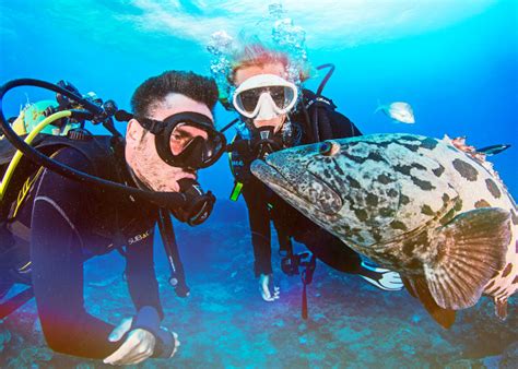 Top Five Underwater Photography Essentials Scuba Diver Life