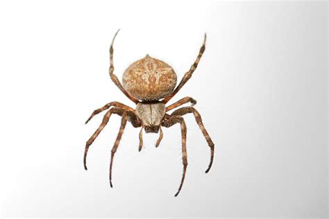 As the colder months approach. File:Orb weaver white bckgrnd02.jpg - Wikimedia Commons