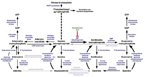Components Of The Purine Metabolic Pathway（morrow C A，et Al，2012） The