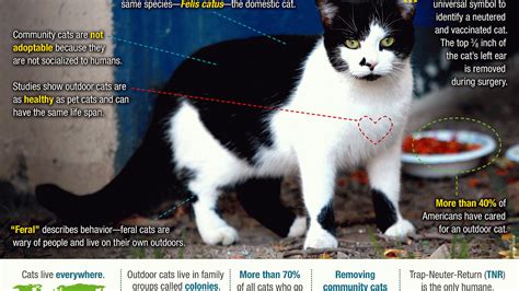 How To Help Feral Cats Cat Choices