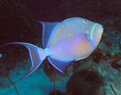 Triggerfish Ocean Sea Tropical Underwater 1tfish Fish