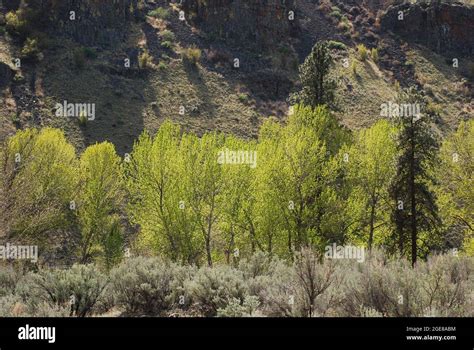 Scenic Yakima Canyon, Washington Stock Photo - Alamy