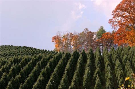 Christmas Tree Farms North Carolina Micaela Hamby