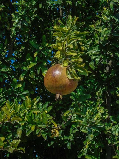 Online Crop Hd Wallpaper Pomegranate Garden Fruit Nature Plant