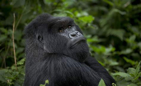 Rwandas Mountain Gorillas Conservation Tourism A Lifeline For