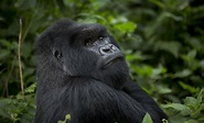 Rwanda's mountain gorillas - Conservation tourism - a lifeline for ...