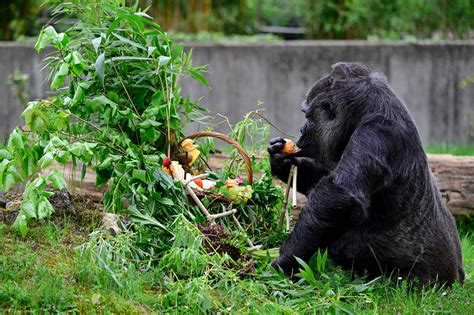 World's oldest gorilla celebrates 67th birthday at…