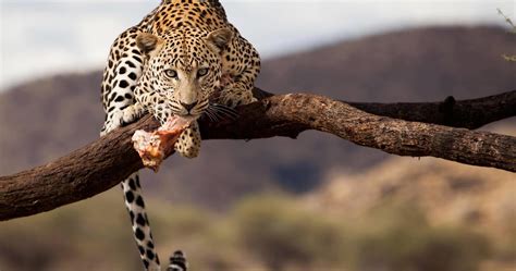 Leopard Namibia 4k Ultra Hd Wallpaper Animals Animal Photography