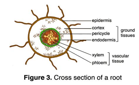 Some of the other contributions of microscopy to plant biology include: Roots Station Lab - Welcome to Biology!