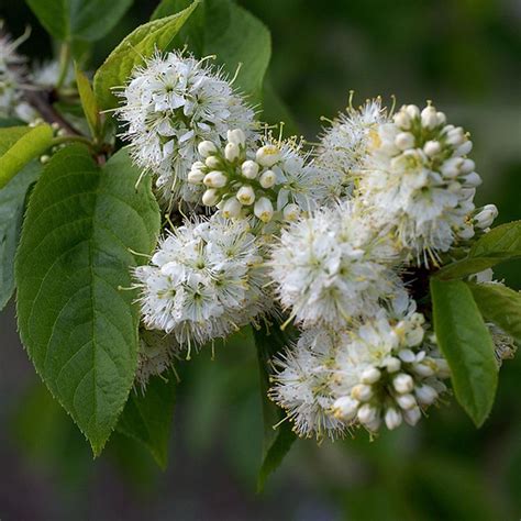 Prunus Maackii Buy Manchurian Cherry Tree Flowering Cherry Trees