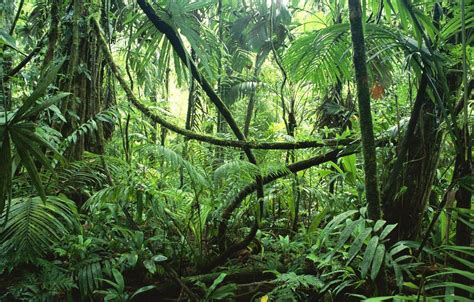 Rainforest Tree Wallpapers Top Những Hình Ảnh Đẹp