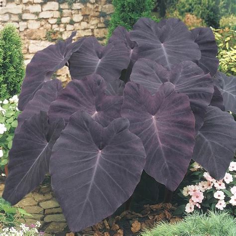 Spring Hill Nurseries BLACK MAGIC ELEPHANT EARS BULB Lowes.com in 2021