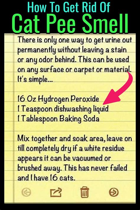 Cat urine remover – Artofit