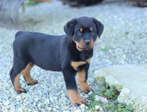 Rottweiler Puppies Rescue Georgia - #rottweiler #puppy | Rottweiler puppies, Rescue puppies