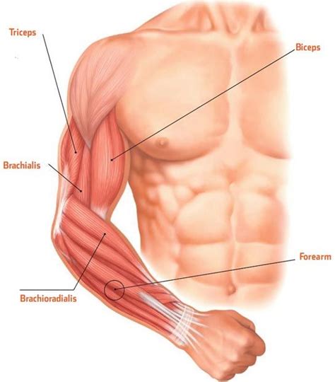 Muscles of arm, forearm & hand muscles of arm & forearm dissection anatomy models dr. WHAT MUSCLES DO I NEED TO TRAIN FOR EXTRA-LARGE ARMS? | A GREATEST FITNESS | MUSCLE | Pinterest ...