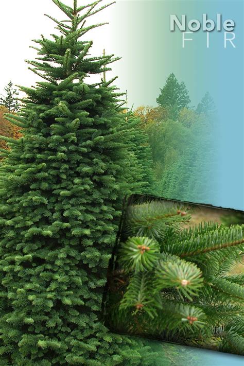 Check spelling or type a new query. Noble Fir Tree - Christmas Trees from Stroupe Farms
