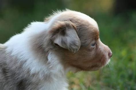 Find a miniature american shepherd puppy from reputable breeders near you and nationwide. Miniature Australian Shepherd Puppies for Sale for Sale in ...