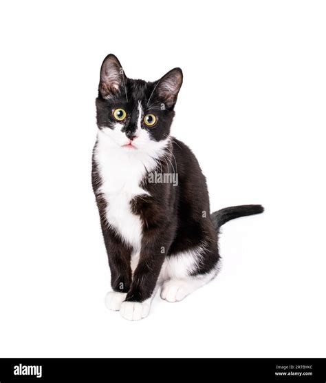 cute black and white tuxedo kitten sitting and looking at the camera isolated on white stock