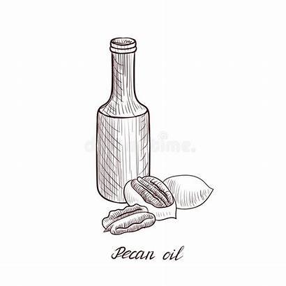 Pecan Oil Drawing Vegetable Nuts Bottle Drawn