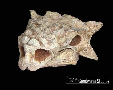 Tarchia (meaning brainy one) is a genus of herbivorous ankylosaurid dinosaur from the late cretaceous of mongolia. Gondwana Studios: Cast Specimens: Tarchia