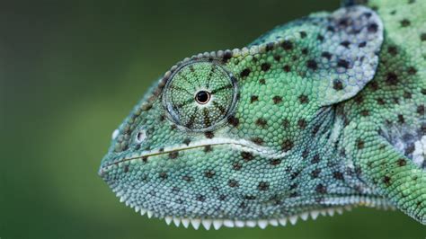 Profile View Of A Chameleons Head
