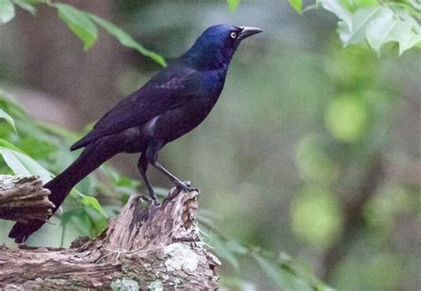 Black Bird With A Blue Head The Common Grackle Daily Birder