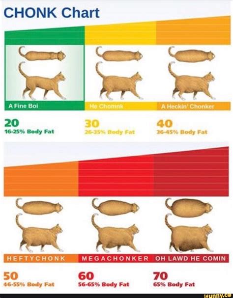 Chonk Scale Cat Chonk Chart The Chart