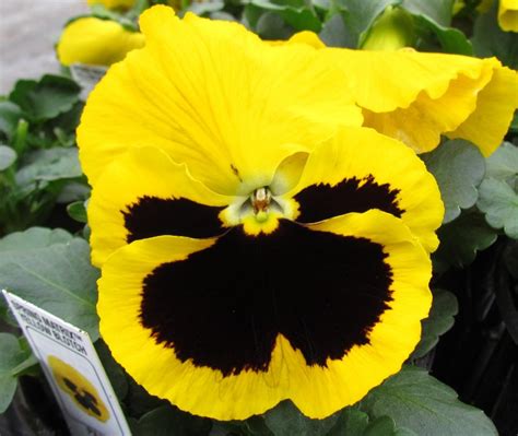 Pansy Spring Matrix Yellow Blotch